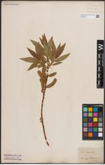 Foto von Salix daphnoides Vill.